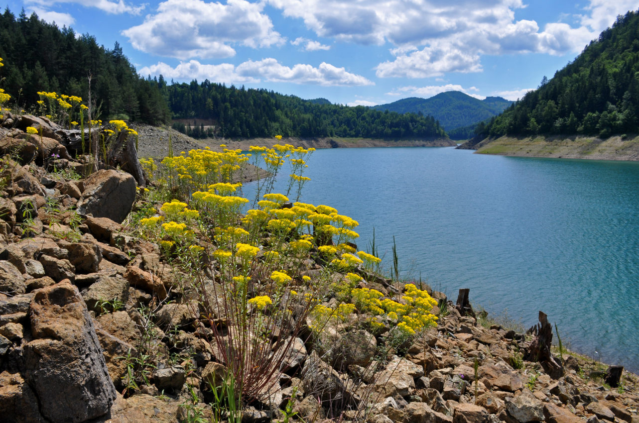 Западный берег озера Заовине, image of landscape/habitat.