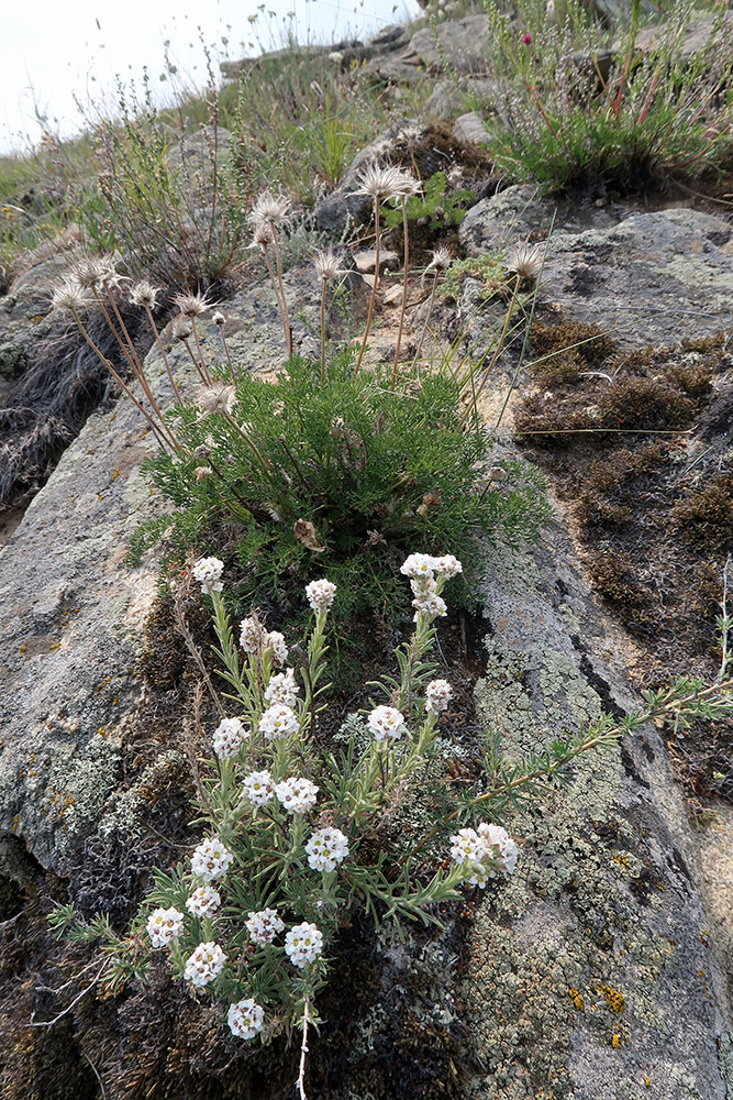 Тажеранская степь, image of landscape/habitat.