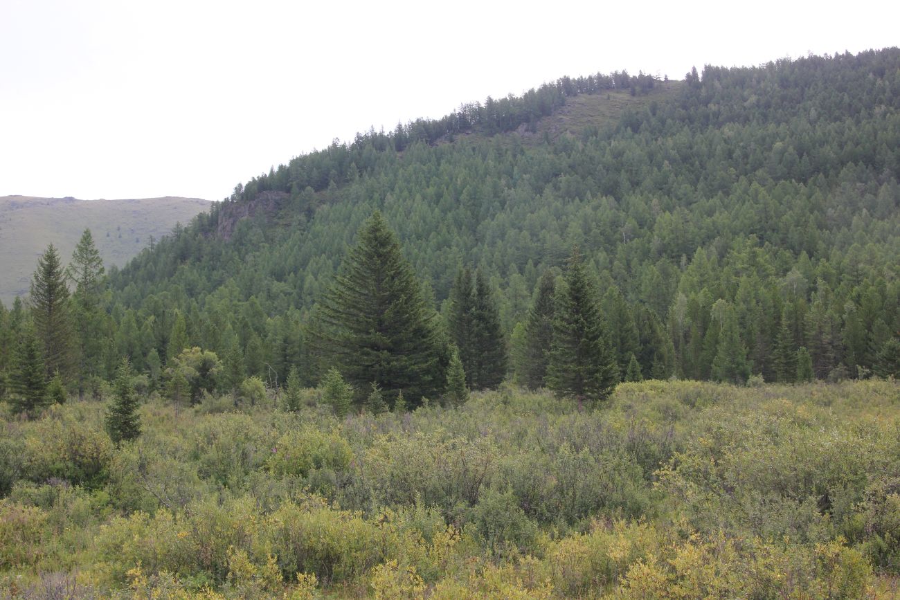 Долина реки Мульта, image of landscape/habitat.