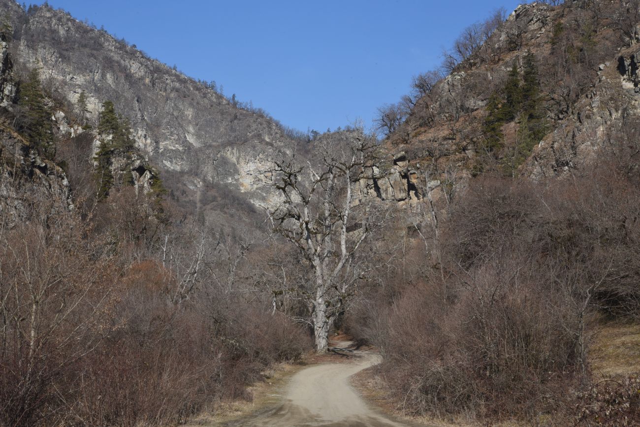 Окрестности села Квабисхеви, image of landscape/habitat.