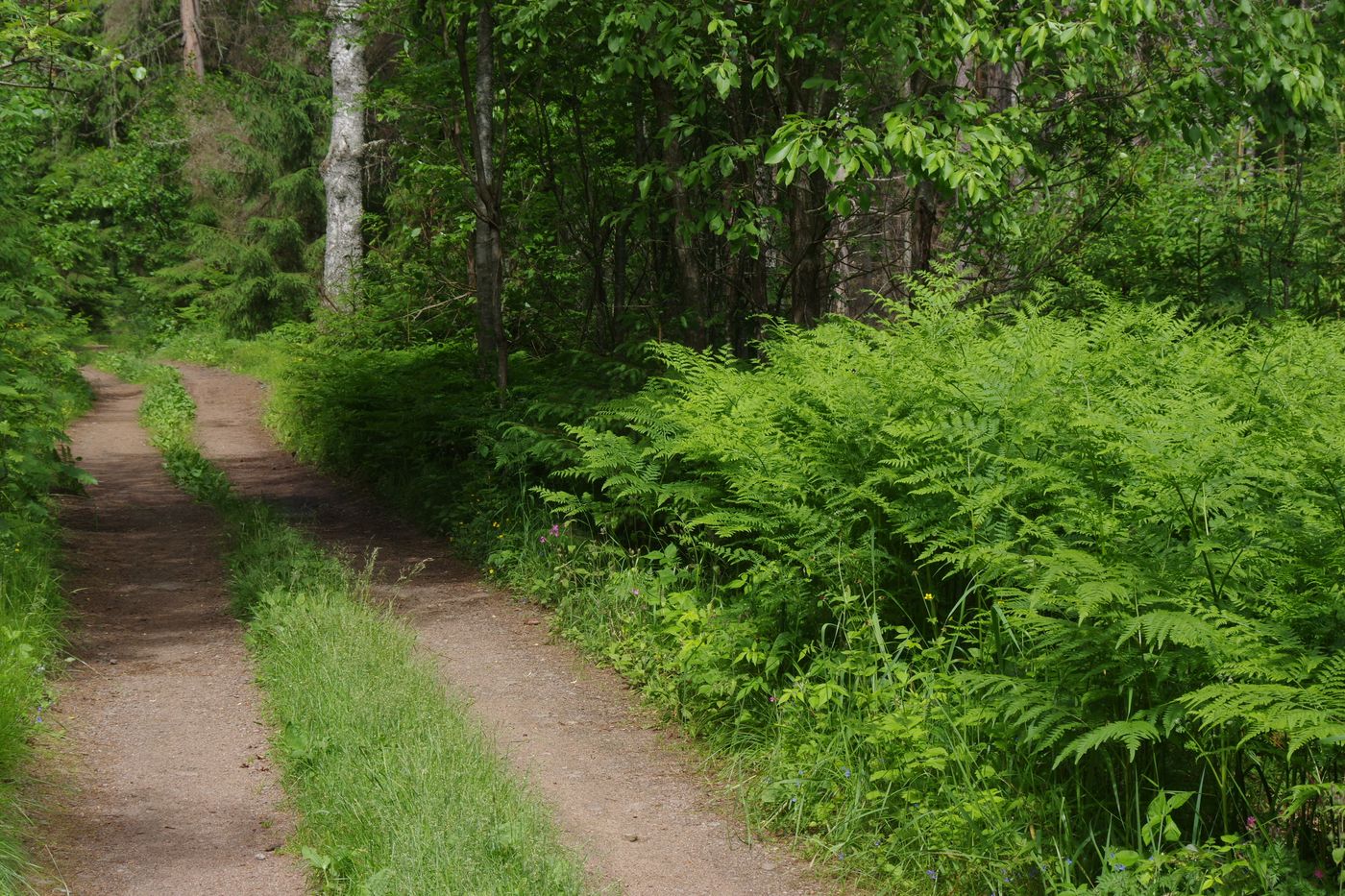 Киви-парк, image of landscape/habitat.
