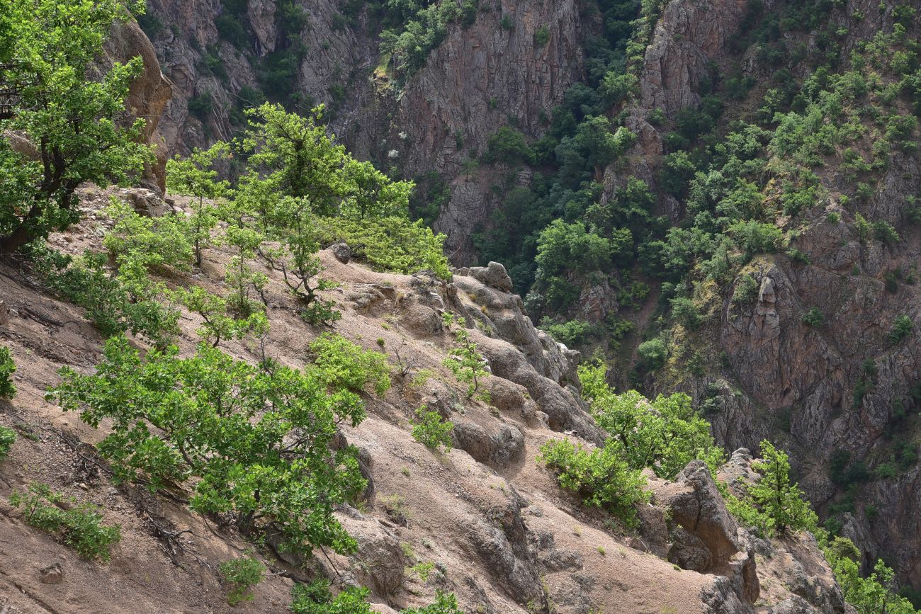 Окрестности монастыря Опиза, image of landscape/habitat.