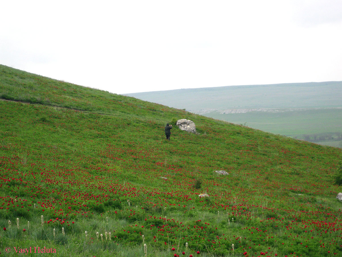 Ак-Кая, image of landscape/habitat.