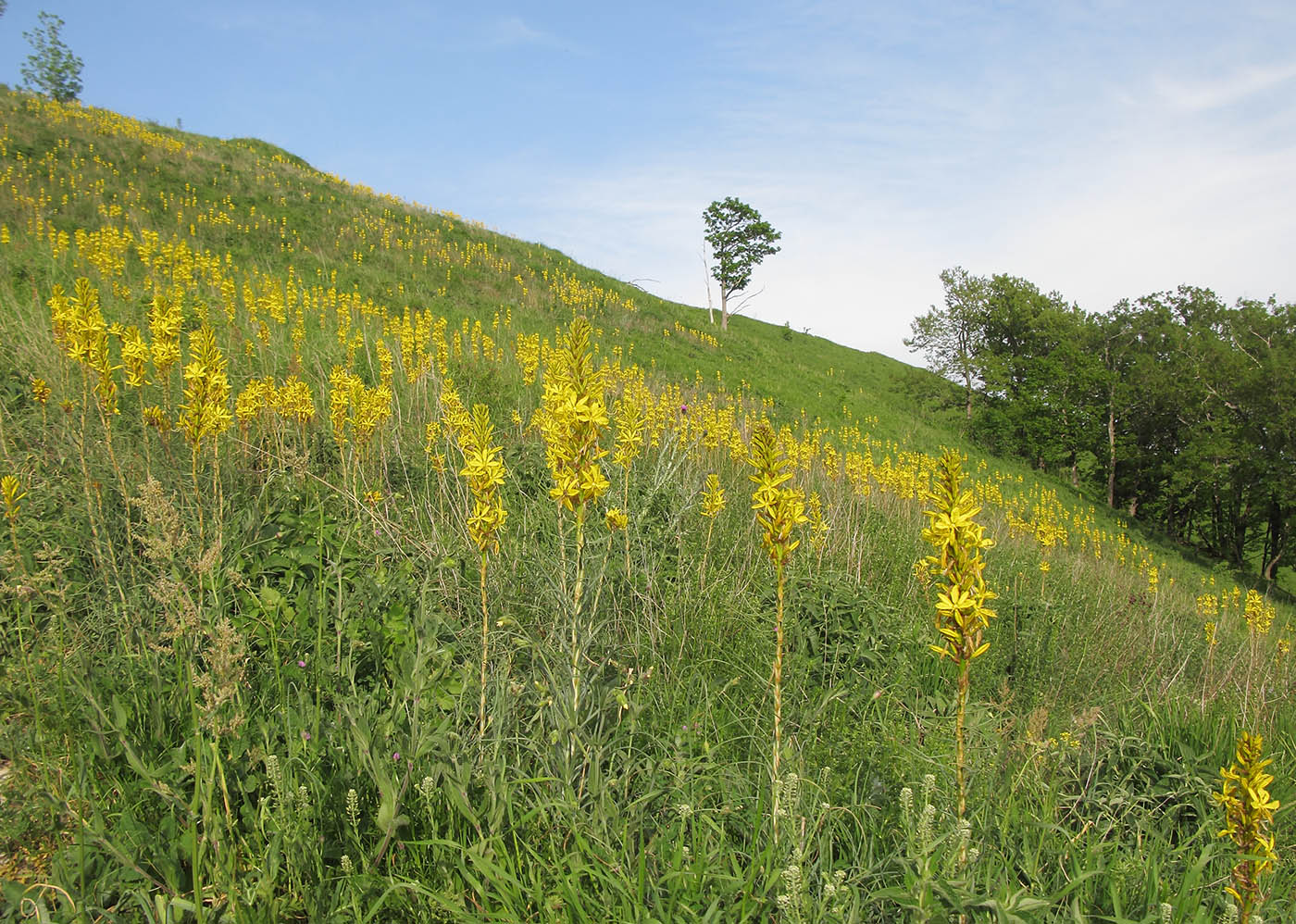 Мемедо, image of landscape/habitat.