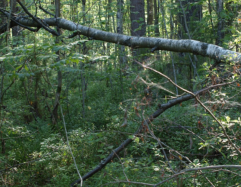 Рощинка, image of landscape/habitat.
