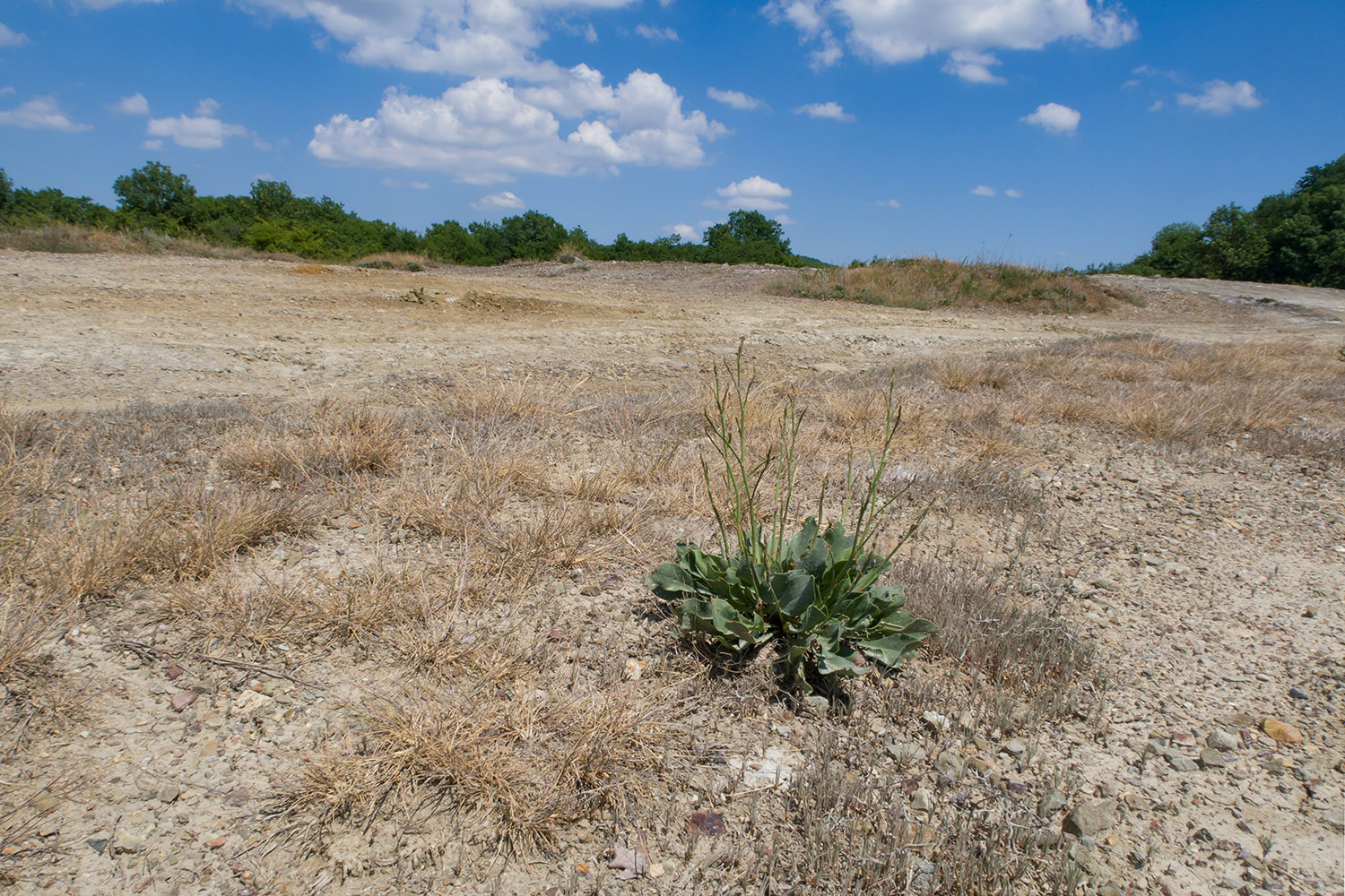 Гладковские сопки, image of landscape/habitat.