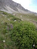 Image of landscape