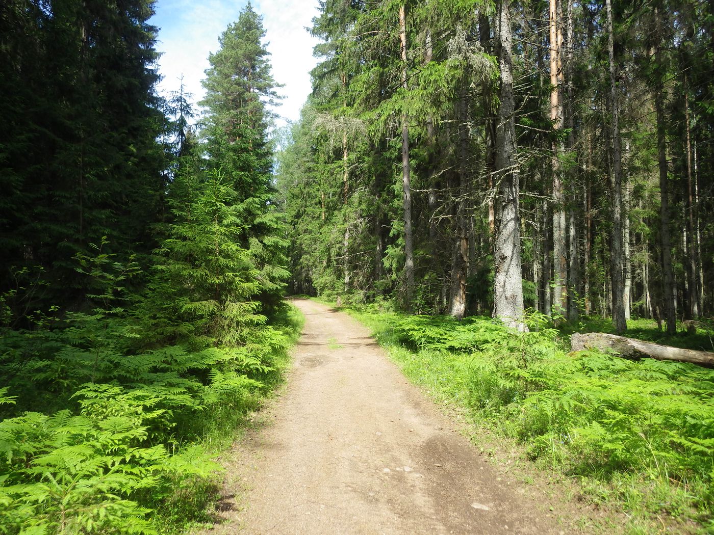 Киви-парк, image of landscape/habitat.