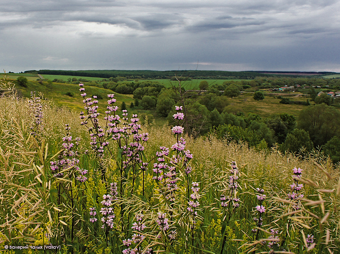 Богоявленовка - Терновое, image of landscape/habitat.