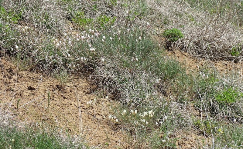 Урочище Бугелы, image of landscape/habitat.