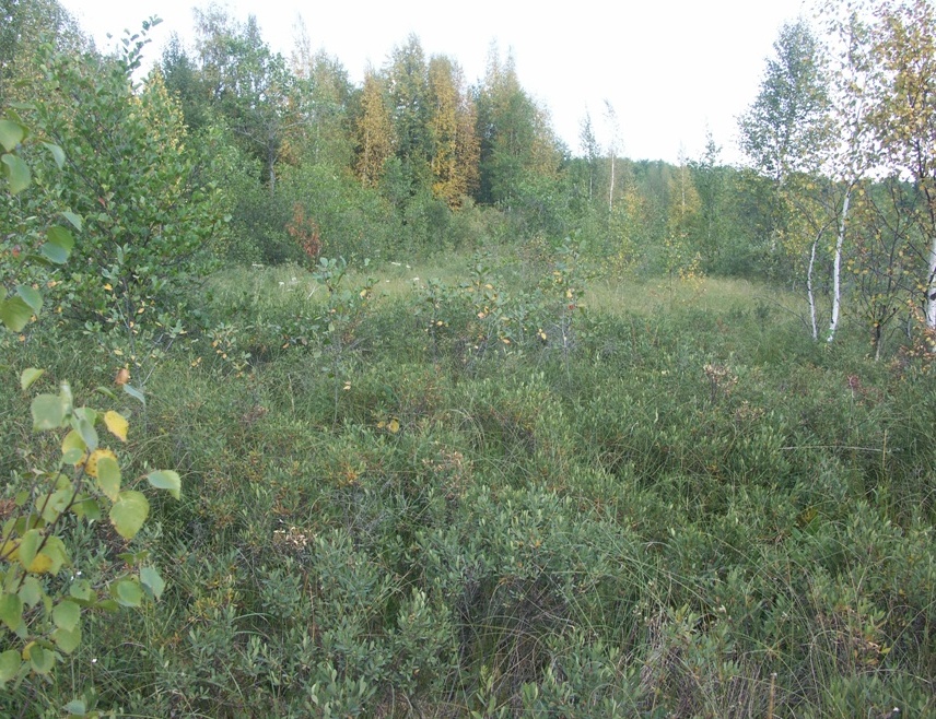 Лисий Нос, image of landscape/habitat.