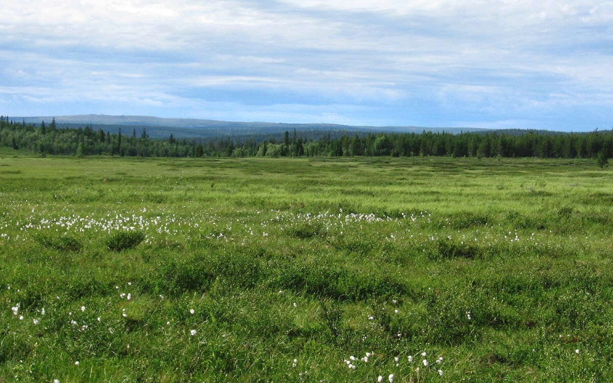 Кабанрека, image of landscape/habitat.