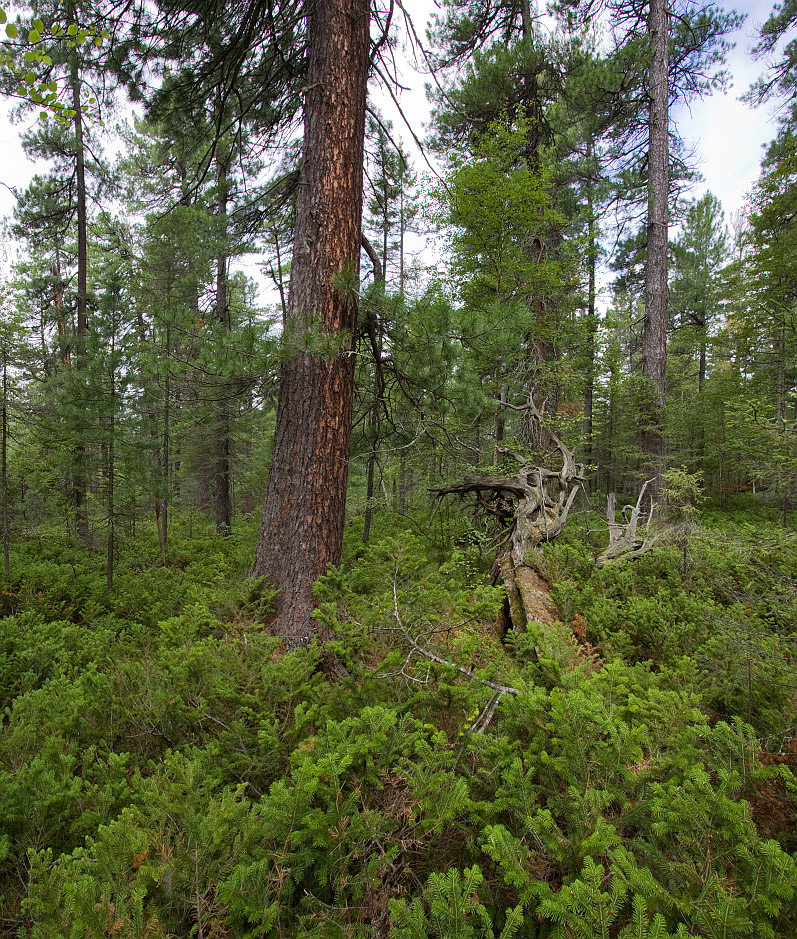 Тропа на "Чум", image of landscape/habitat.