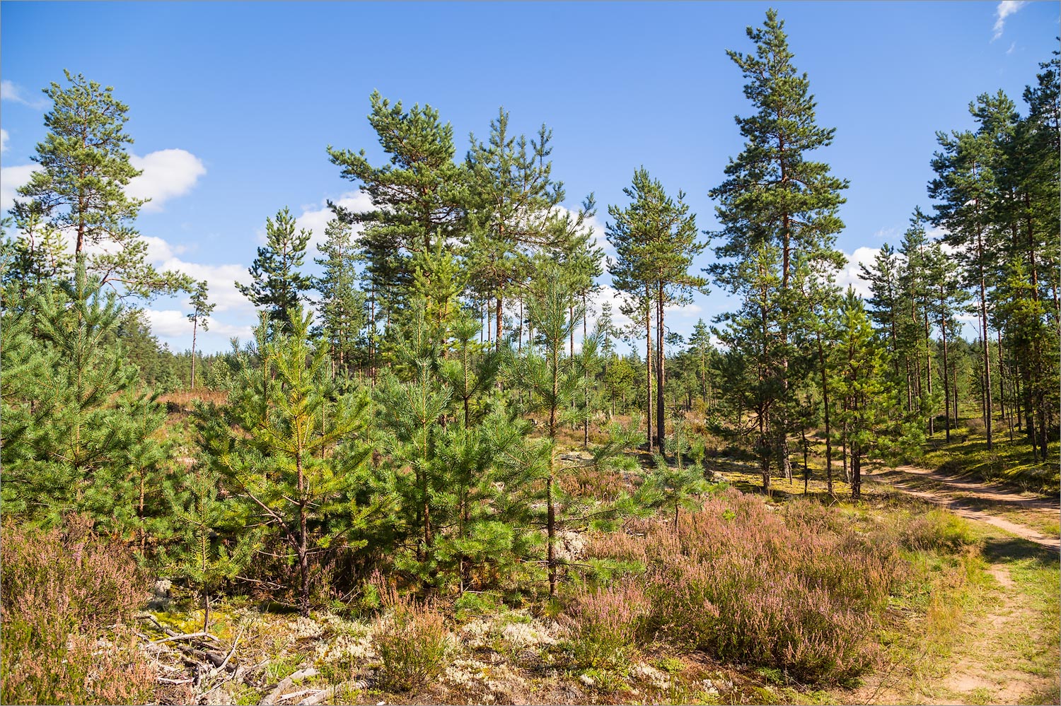 Лужские боры, image of landscape/habitat.