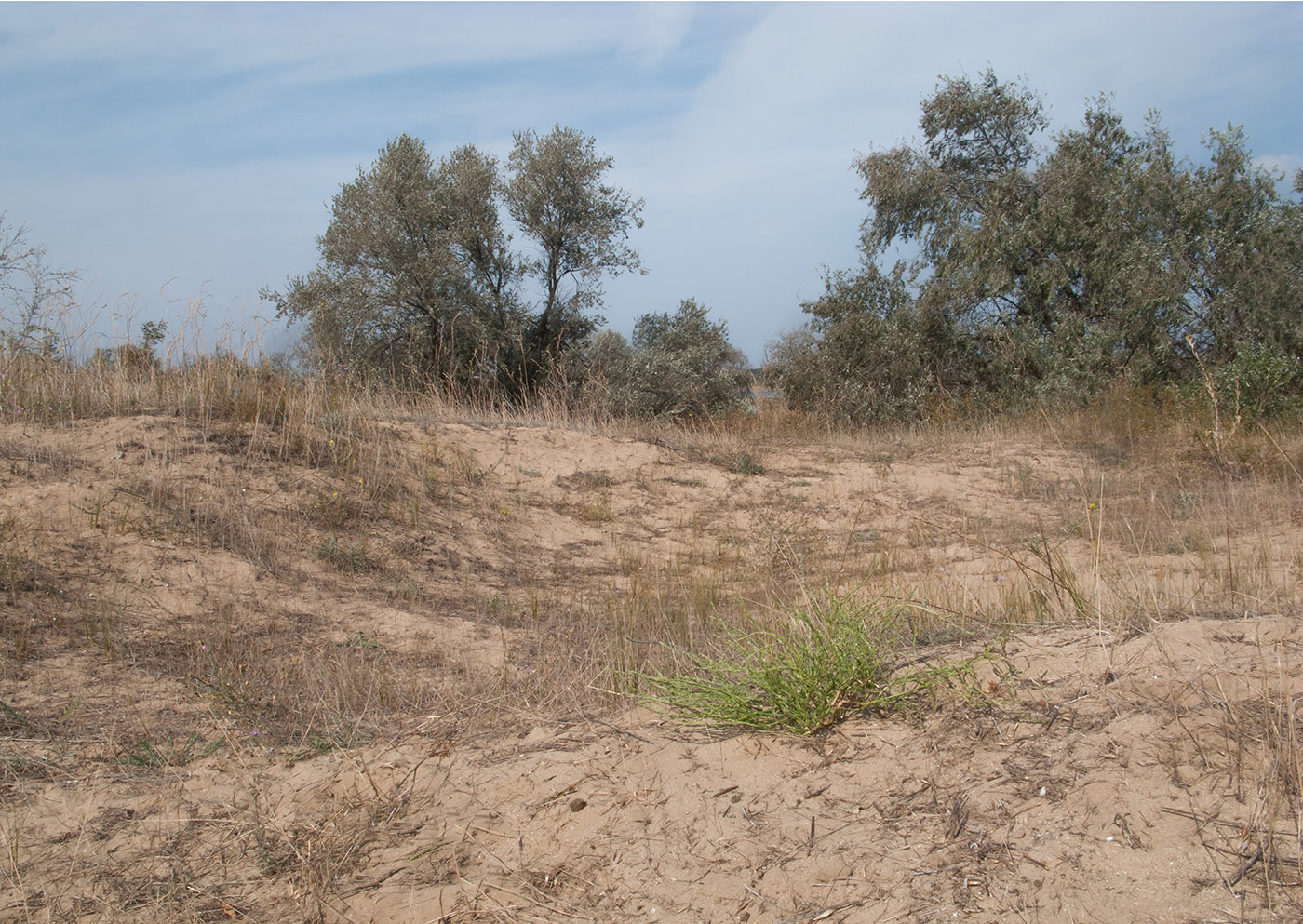 Витязевская коса, image of landscape/habitat.