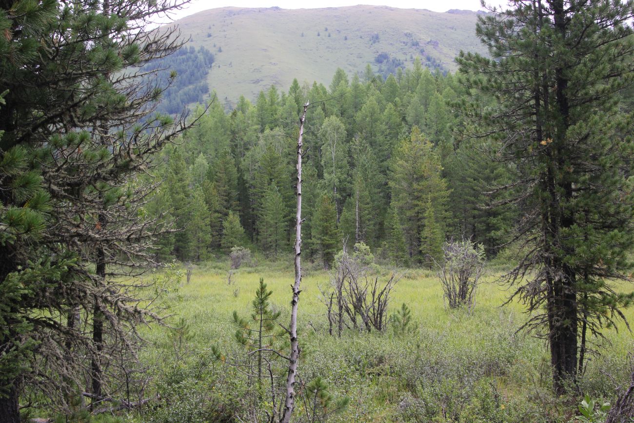 Долина реки Мульта, image of landscape/habitat.