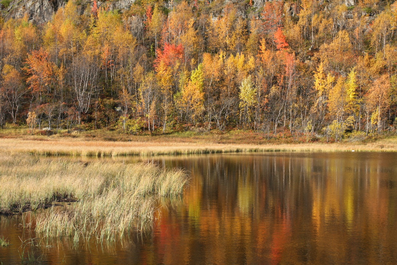 Горелая сопка, image of landscape/habitat.