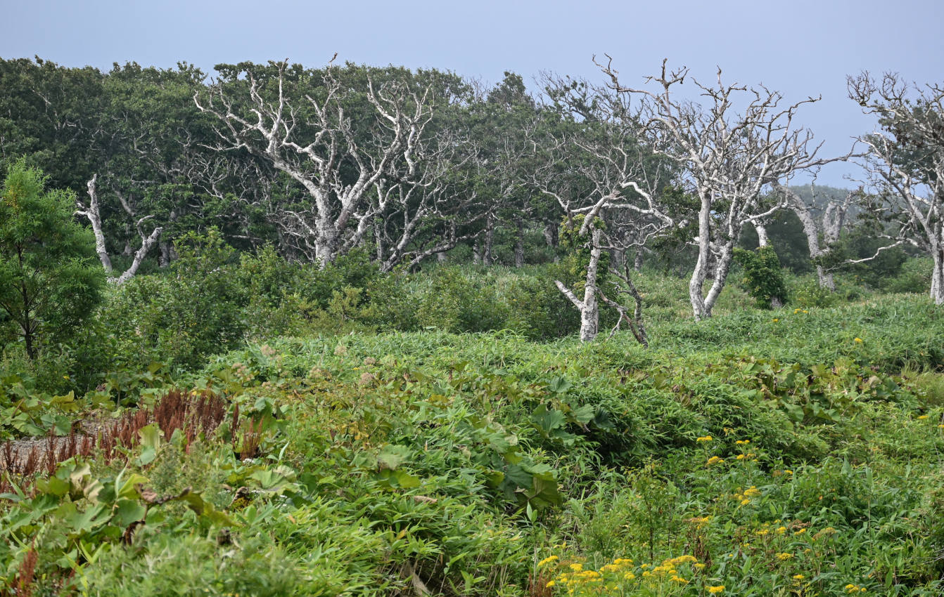 Долина реки Сторожевая, image of landscape/habitat.