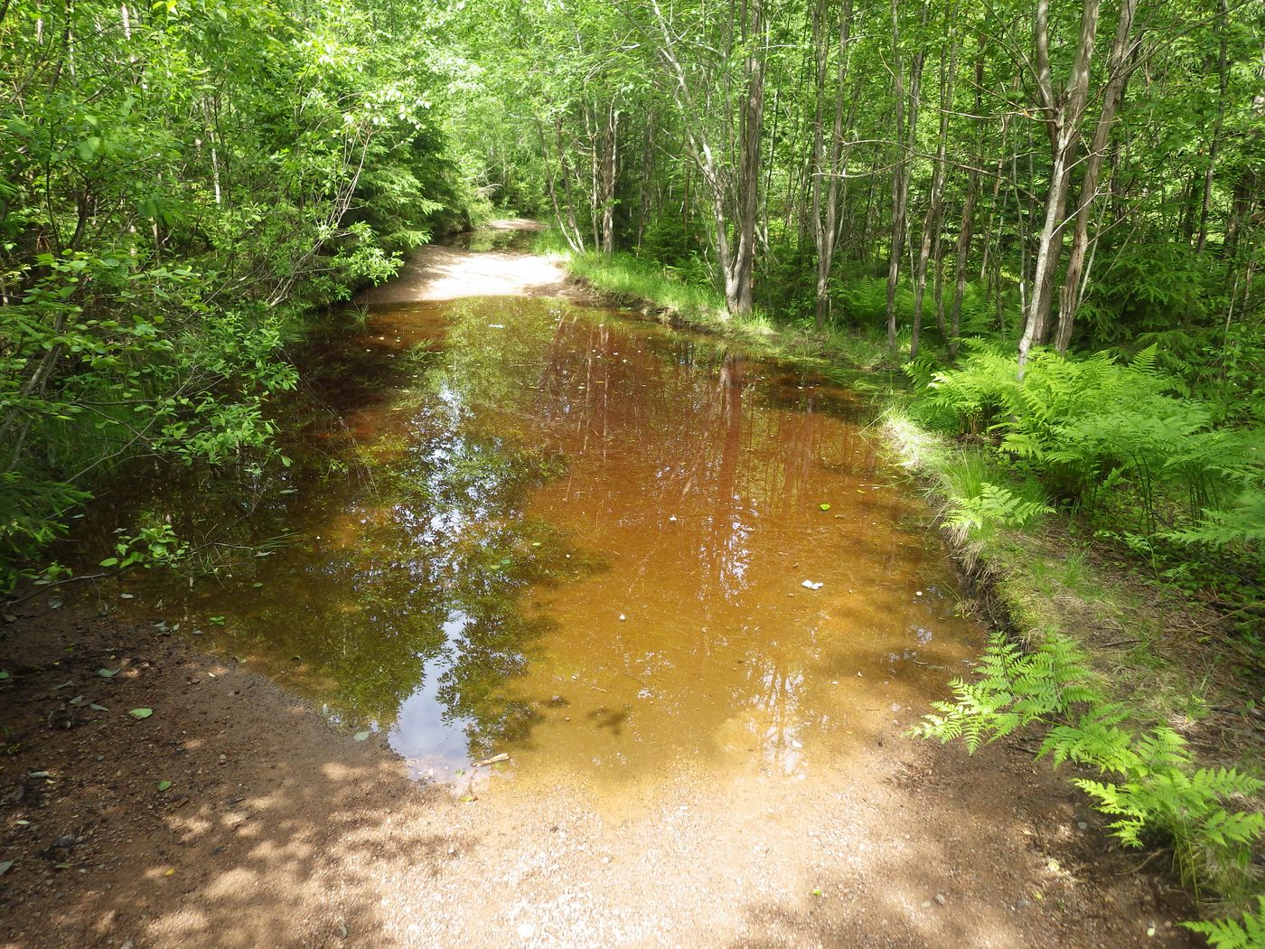 Киви-парк, image of landscape/habitat.