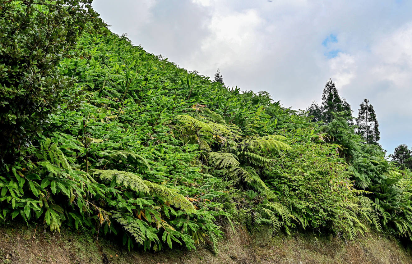 Фурнаш, image of landscape/habitat.