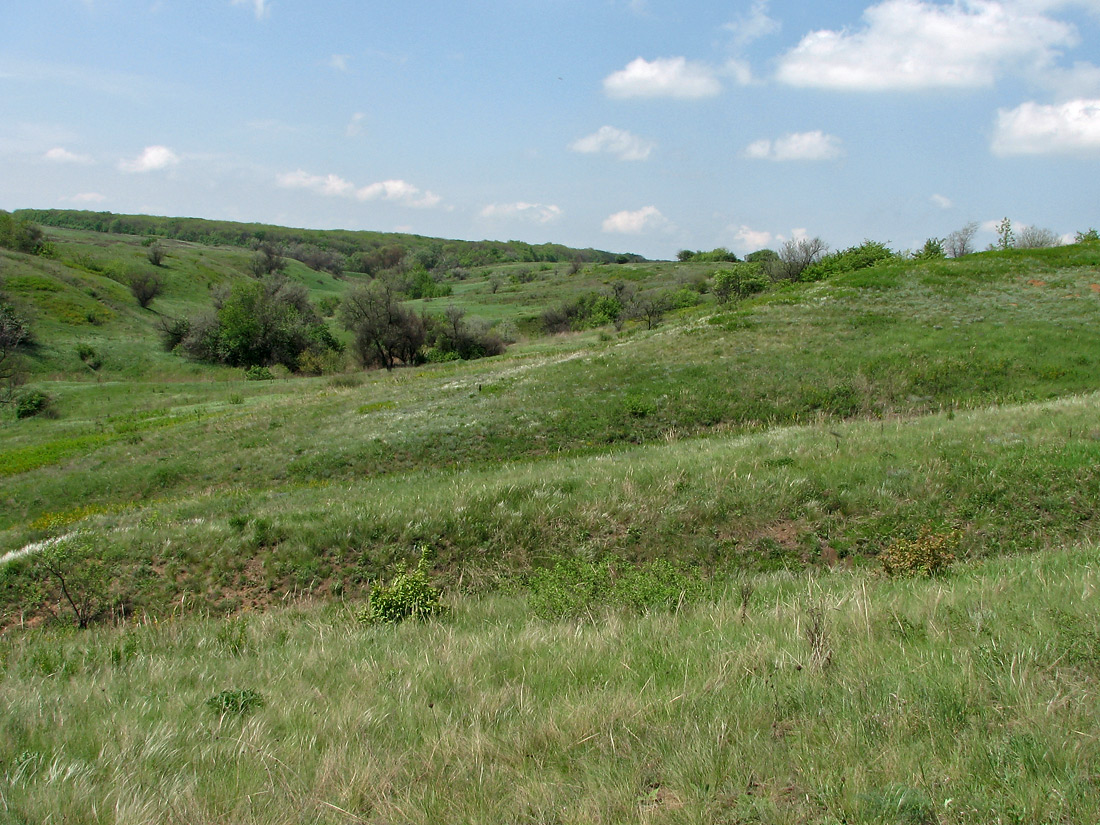 Карловка, image of landscape/habitat.