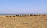 Таманский полуостров, image of landscape/habitat.