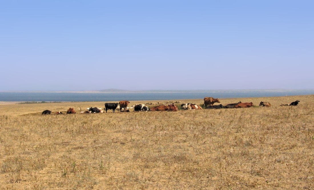 Таманский полуостров, image of landscape/habitat.