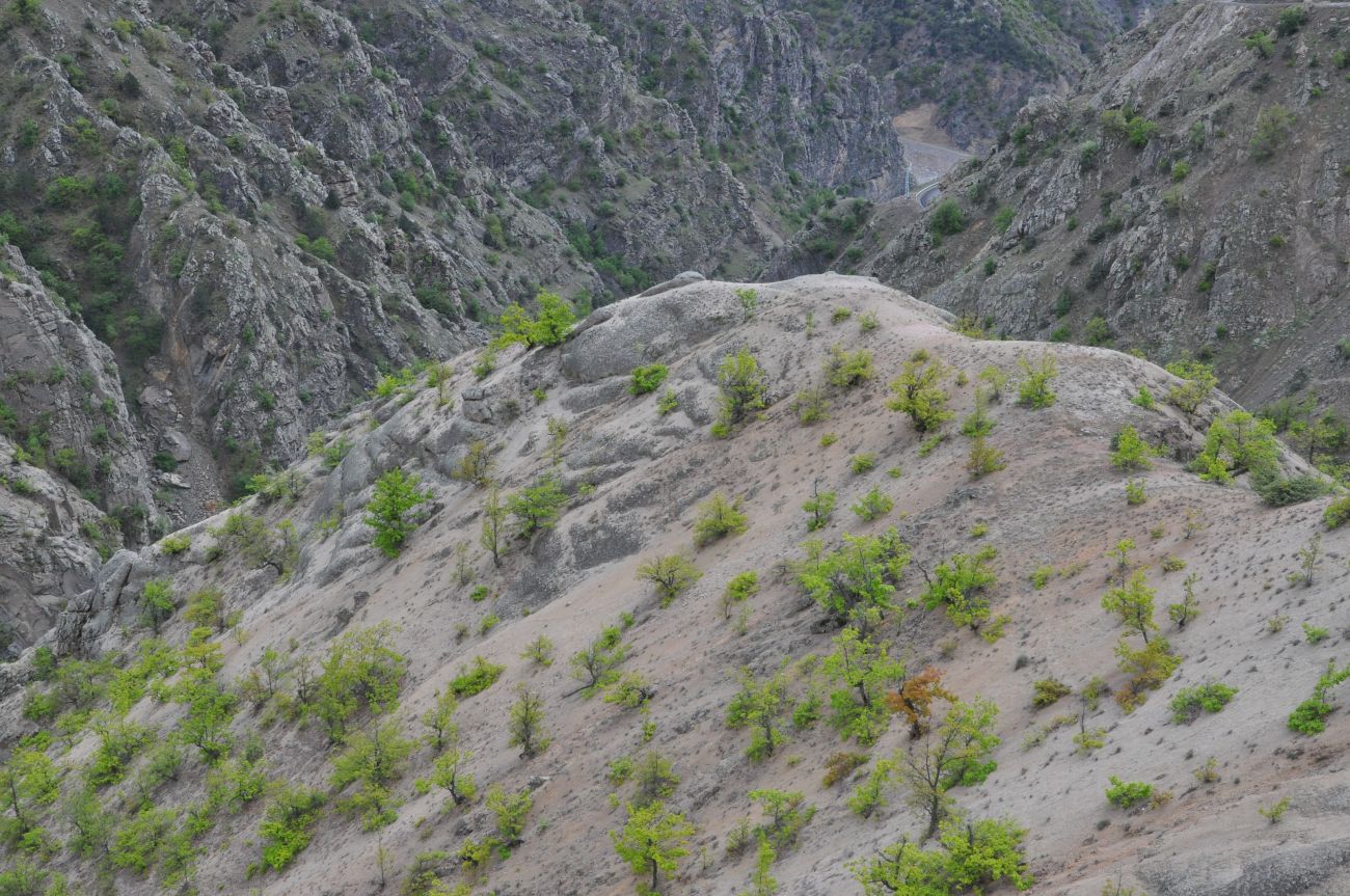 Окрестности деревни Баглик, image of landscape/habitat.