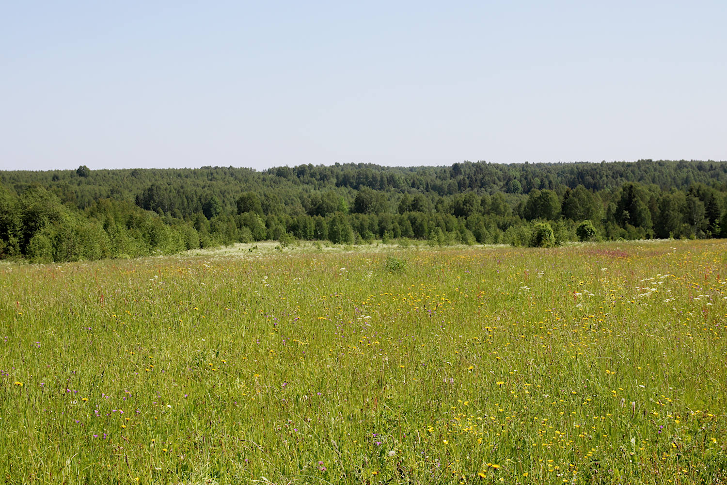 Окрестности Кривцово, image of landscape/habitat.