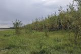 Окрестности Горнореченска, image of landscape/habitat.