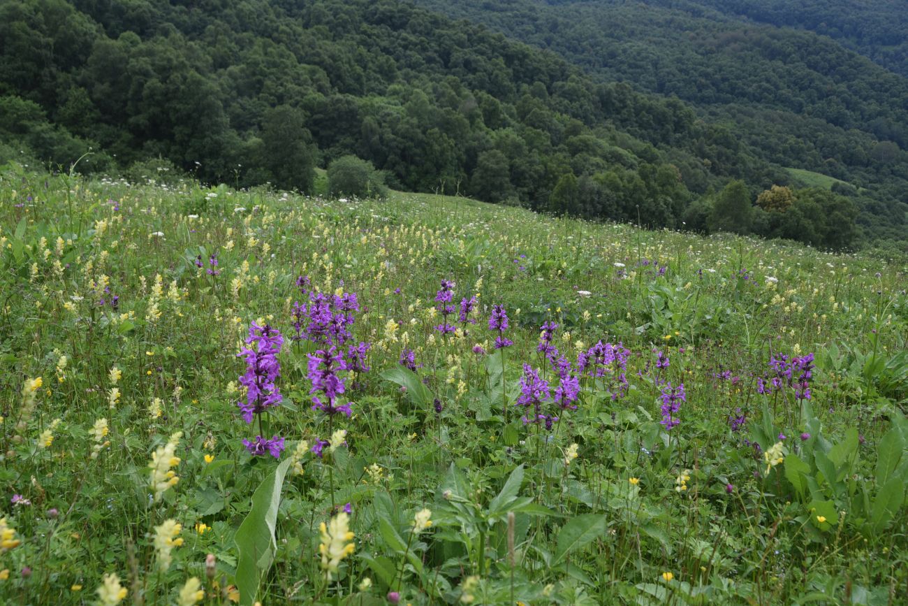 Хакмадой, image of landscape/habitat.