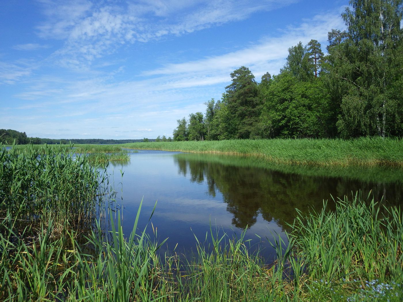 Киви-парк, image of landscape/habitat.