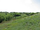 Image of landscape