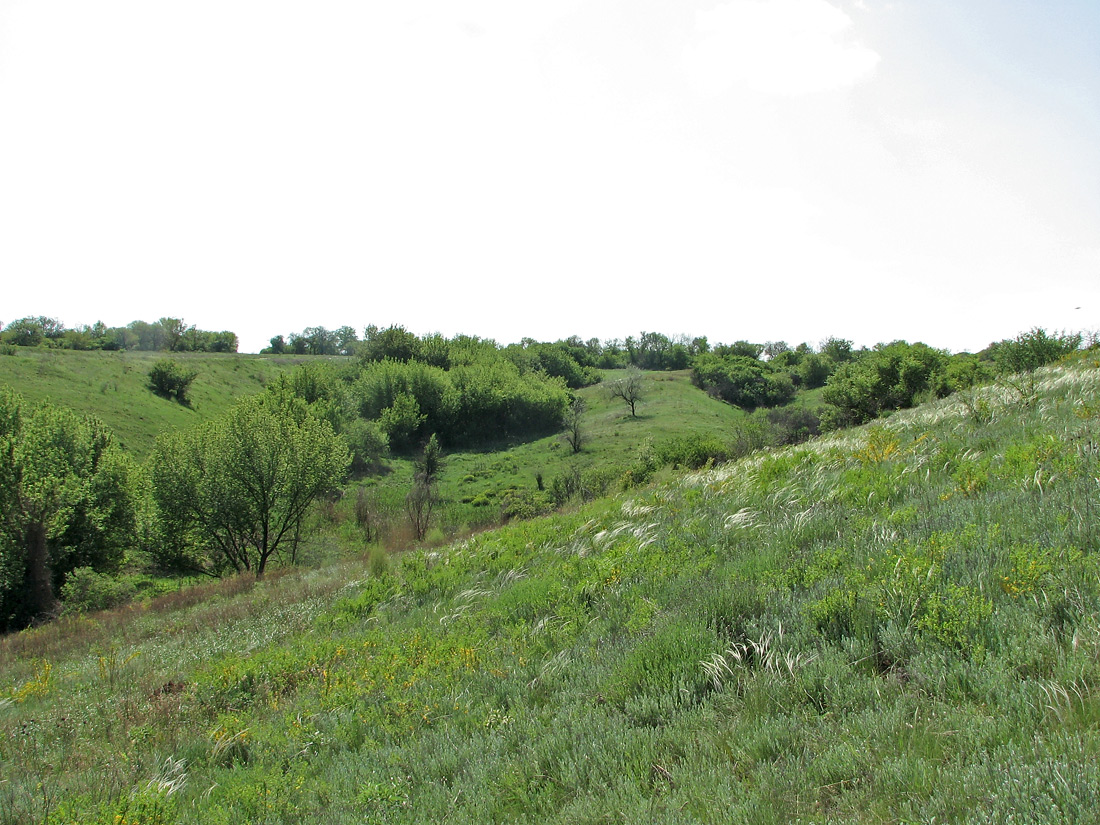 Карловка, image of landscape/habitat.