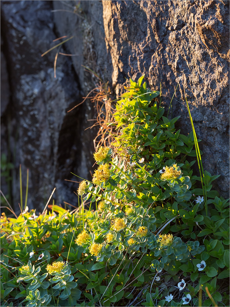 Дальние Зеленцы, image of landscape/habitat.