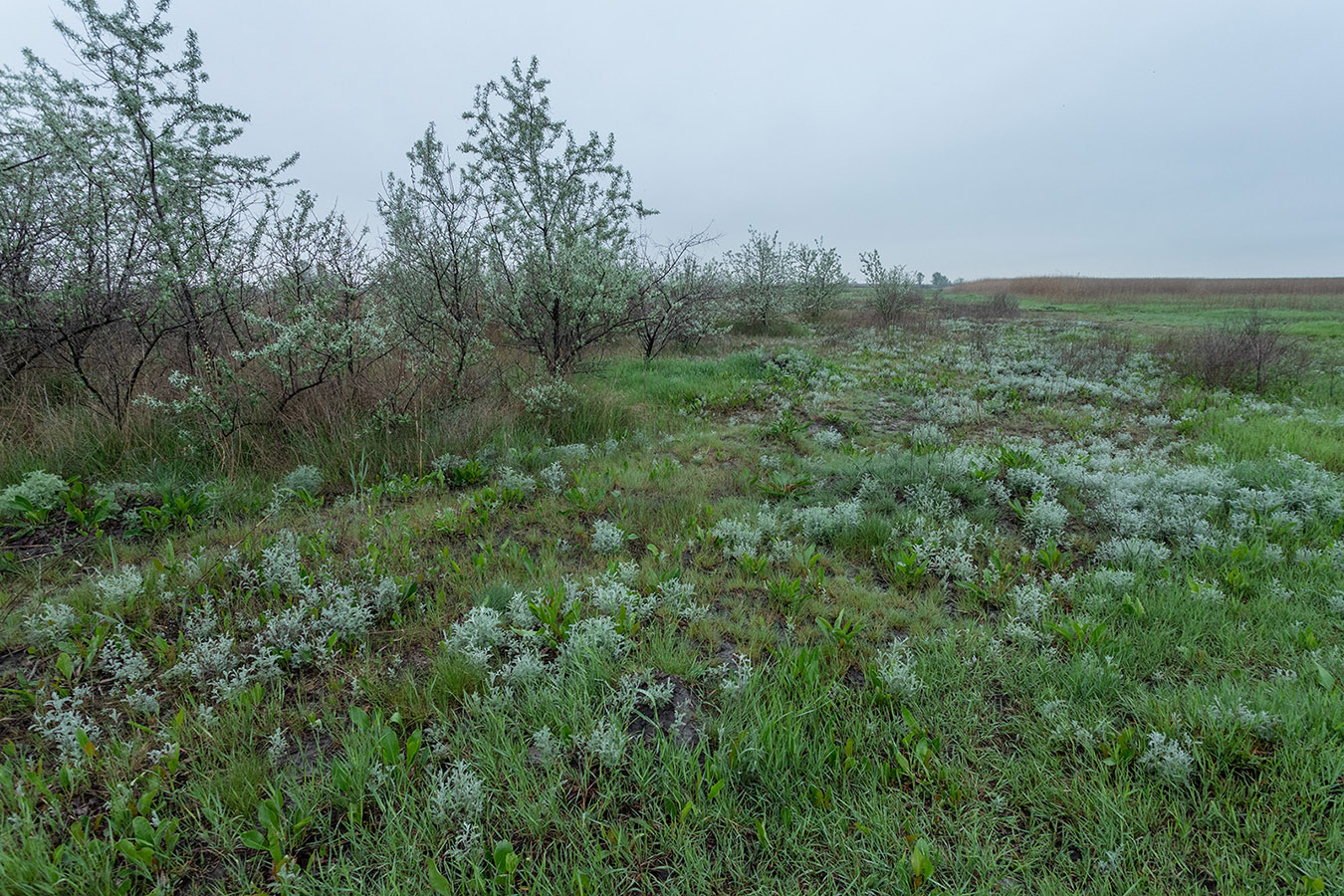 Дельта Дона, image of landscape/habitat.