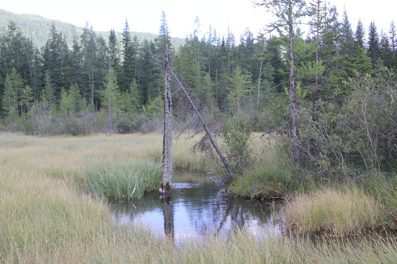 Голубое (Гейзеровое) озеро, image of landscape/habitat.