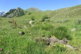 Фытын, image of landscape/habitat.