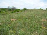 Карловка, image of landscape/habitat.