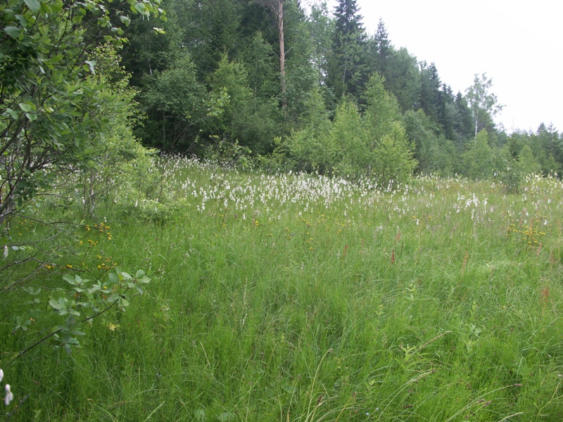 Болото у реки Чагода в д. Климово, image of landscape/habitat.