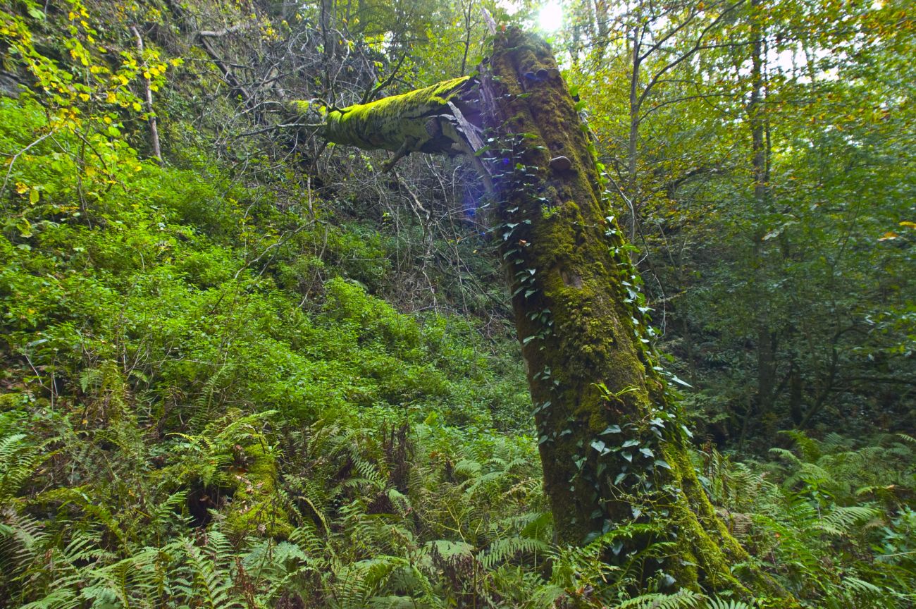 Долина реки Аминовка, image of landscape/habitat.