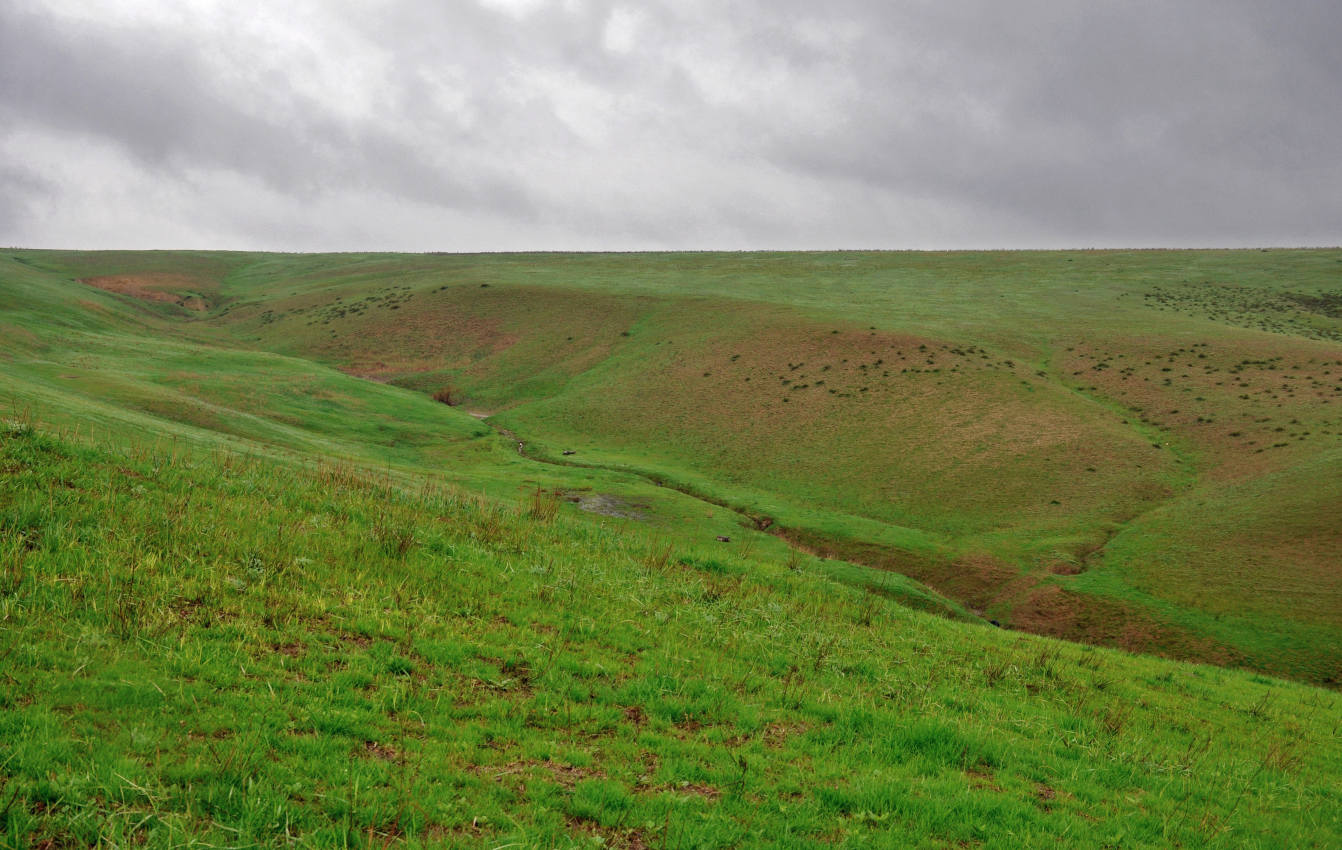 Одинокий тополь, image of landscape/habitat.