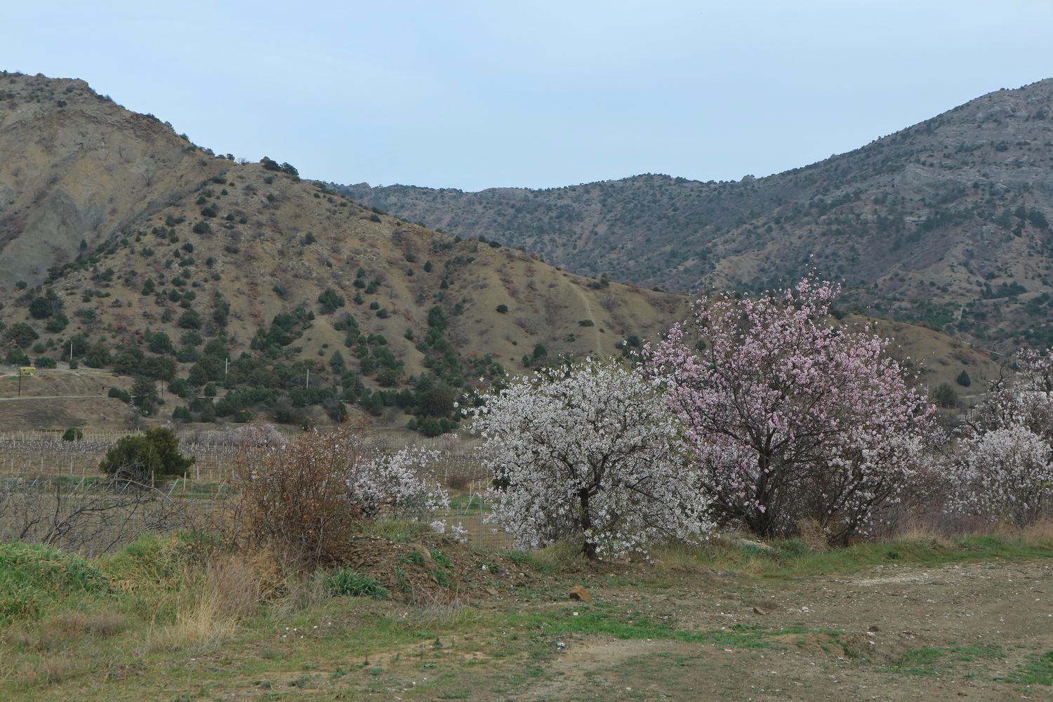 Окрестности села Весёлое, image of landscape/habitat.