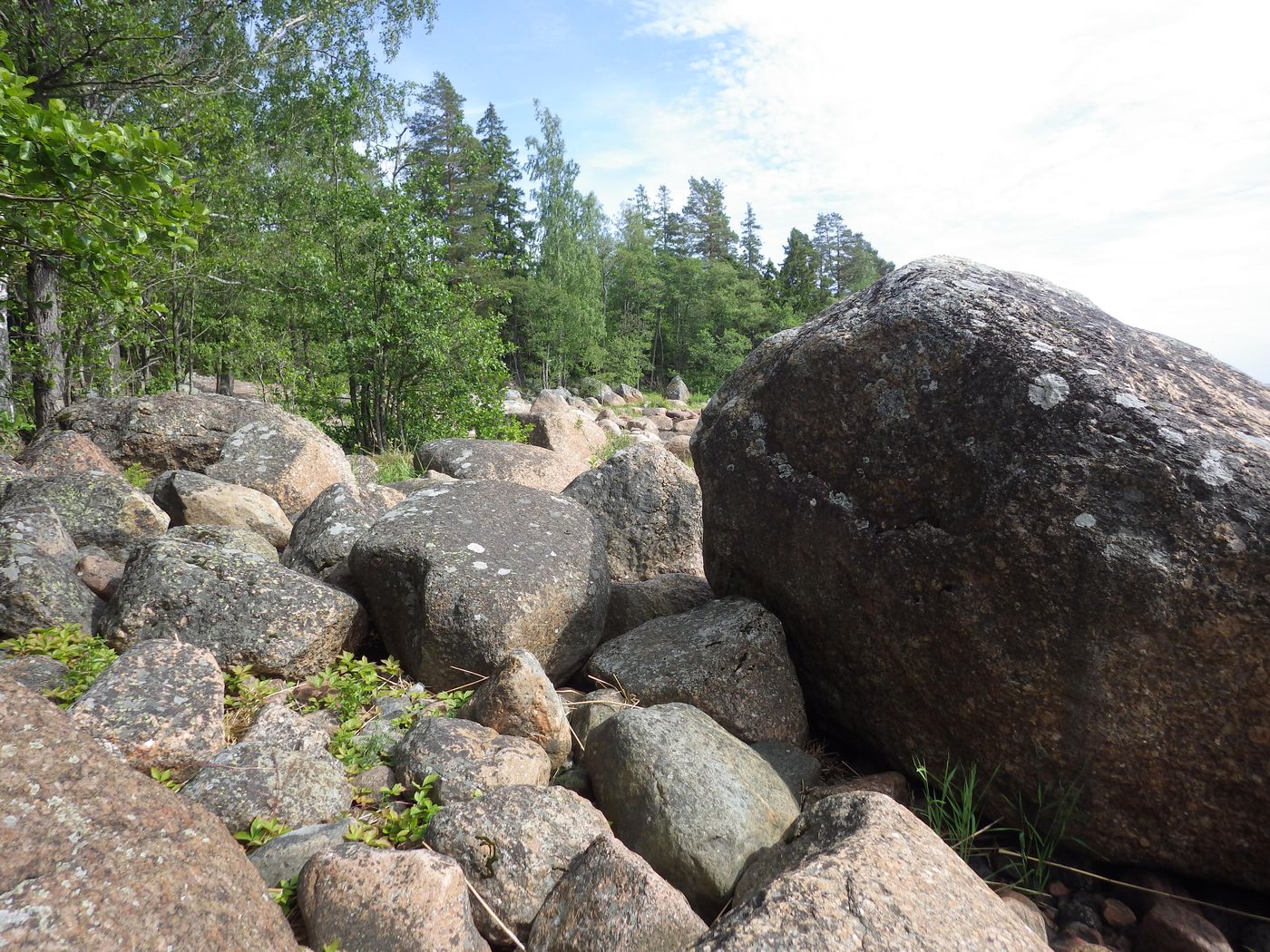 Киви-парк, image of landscape/habitat.