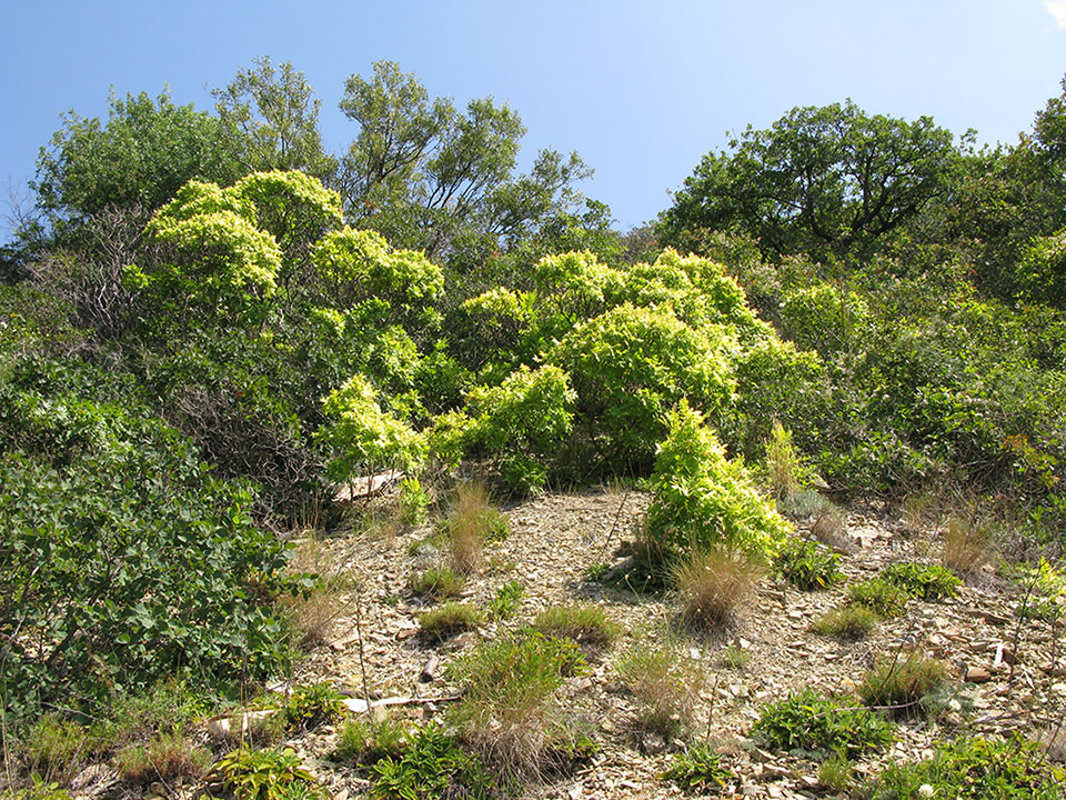 Большой Утриш, гора Солдатская, image of landscape/habitat.