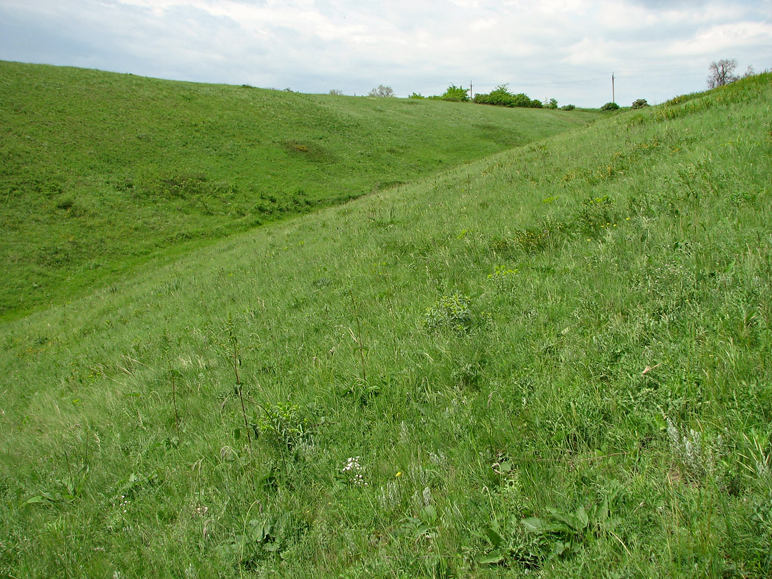 Карловка, image of landscape/habitat.