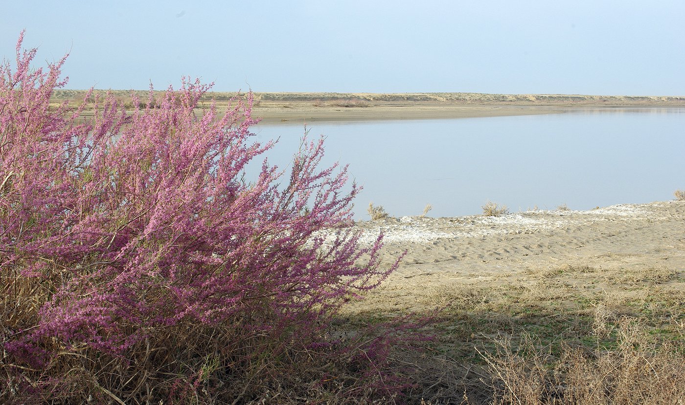 Сырдарья, image of landscape/habitat.