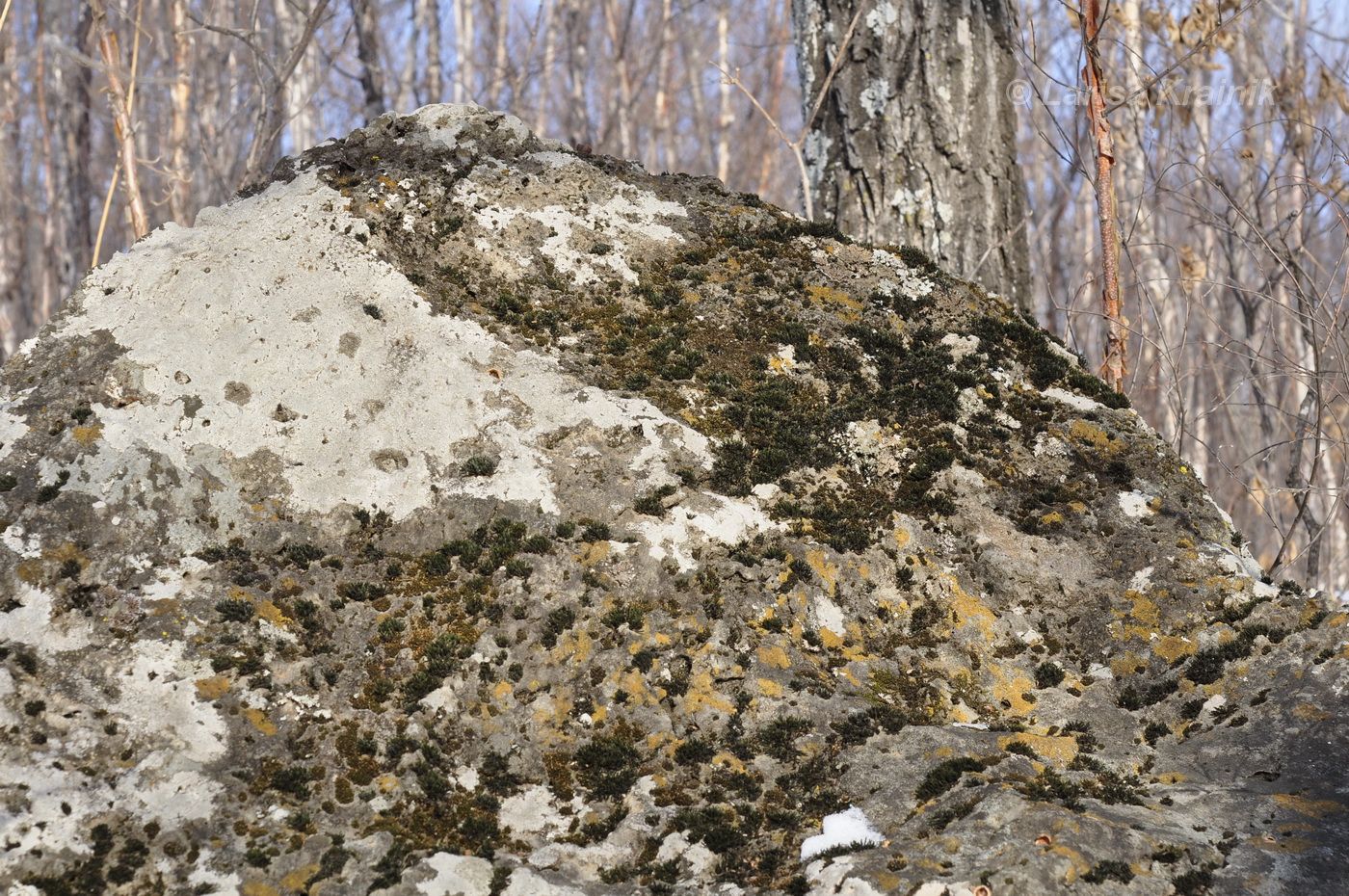 Монакино, image of landscape/habitat.