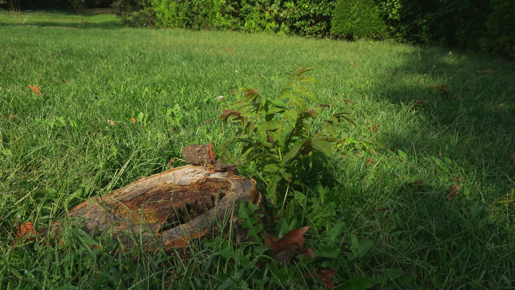 Бургас, image of landscape/habitat.