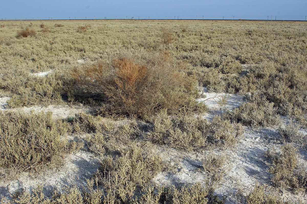 Сырдарья, image of landscape/habitat.